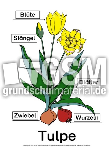 Tulpe-Bezeichnungen-Lösung.pdf